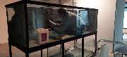 Aquaristik & Animal World - GALLERY