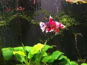 Aquaristik & Animal World - GALLERY
