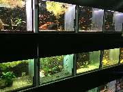 Aquaristik & Animal World - GALLERY