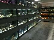 Aquaristik & Animal World - GALLERY