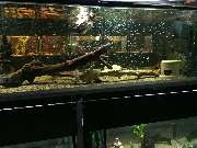 Aquaristik & Animal World - GALLERY