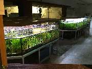 Aquaristik & Animal World - GALLERY