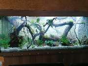 Aquarium Wurzel Paradies - GALLERY