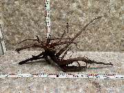 Aquarium Wurzel Paradies - GALLERY