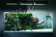 Aquascapers Galerie - GALLERY