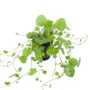 Aquascapers Galerie - GALLERY