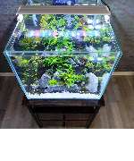 AquascapOlli - GALLERY