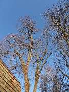 Arbor - Rund um den Baum - 3