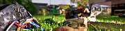 ArborCare·ca Baumdienst / Baumpflege / Seilklettertechnik Bonn - ArborCare·ca professioneller Baumdienst/Baumpflege/Seilklettertechnik Bonn