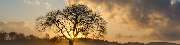 ArborCare·ca Baumdienst / Baumpflege / Seilklettertechnik Bonn - ArborCare·ca professioneller Baumdienst/Baumpflege/Seilklettertechnik Bonn