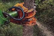 ArborCare·ca Baumdienst / Baumpflege / Seilklettertechnik Bonn - ArborCare·ca professioneller Baumdienst/Baumpflege/Seilklettertechnik Bonn