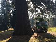 ArborCare·ca Baumdienst / Baumpflege / Seilklettertechnik Bonn - ArborCare·ca professioneller Baumdienst/Baumpflege/Seilklettertechnik Bonn