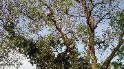 Arborista Baumdienst Baumpflege Baumfällung Baumarbeiten - 2