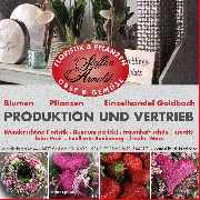 Arnold Steffen - GALLERY