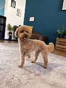 Artgerecht-dogspa - GALLERY