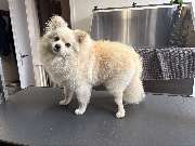 Artgerecht-dogspa - GALLERY