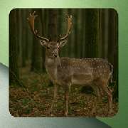 AttraTec GmbH - GALLERY