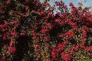 Aurelian D Photography - 4