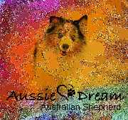 Aussie Dream & Mini American Dream - 14