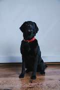 AXA Versicherung Kreidel & Scharff oHG in Koblenz - Bürohund Mia - AXA Agentur Kreidel & Scharff oHG - Kfz-Versicherung in Koblenz