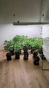 backyardgrowersshop - GALLERY
