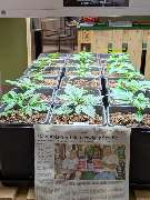 backyardgrowersshop - GALLERY