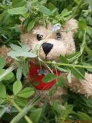 Bären Umzüge Berlin - 1