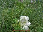 Bären Umzüge Berlin - 6