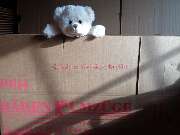 Bären Umzüge Berlin - 8