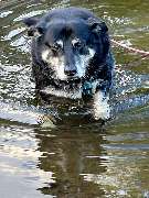 Barf-Plan Ernährungsberatung für Hund und Katze - GALLERY