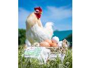 Bauer Ridder - GALLERY