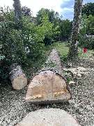 Baum und Gartenpflege Lukas Pietrzak - IMG_3103.jpeg