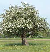 Baum- und Gartenpflege Schifelbein GmbH - Baum- und Gartenpflege Schifelbein GmbH