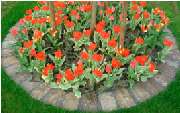 Baum- und Gartenpflege Wojtkowski Inh. Manuel Wojtkowski - GALLERY