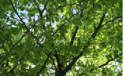 Baum- und Gartenpflege Wojtkowski Inh. Manuel Wojtkowski - GALLERY