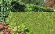 Baum- und Gartenpflege Wojtkowski Inh. Manuel Wojtkowski - GALLERY