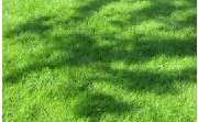 Baum- und Gartenpflege Wojtkowski Inh. Manuel Wojtkowski - GALLERY