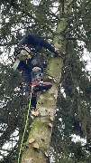 Baum- und Grünanlagenpflege Ritter - GALLERY