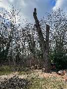 Baum- und Grünanlagenpflege Ritter - GALLERY