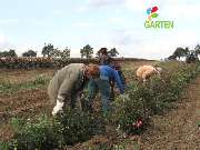 Baum- und Rosenschule Müller - GALLERY