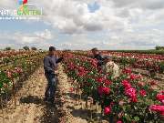 Baum- und Rosenschule Müller - GALLERY