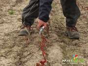 Baum- und Rosenschule Müller - GALLERY