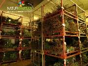 Baum- und Rosenschule Müller - GALLERY