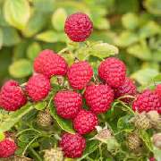 Baum- und Rosenschule Müller - GALLERY