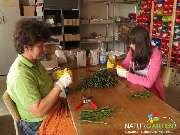 Baum- und Rosenschule Müller - GALLERY