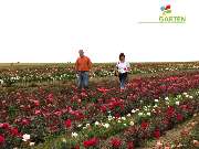 Baum- und Rosenschule Müller - GALLERY