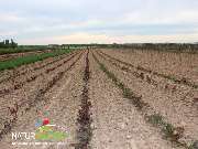 Baum- und Rosenschule Müller - GALLERY