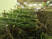 Baum- und Rosenschule Müller - GALLERY