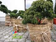 Baum- und Rosenschule Müller - GALLERY