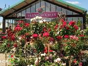 Baum- und Rosenschule Müller - GALLERY